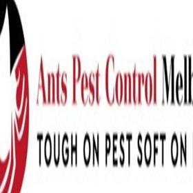 Ant Pest Control