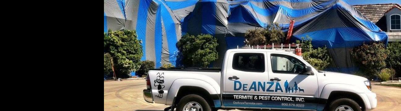DeAnza  Termite