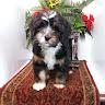 Michiana Bernedoodles