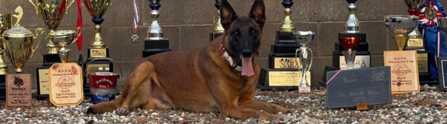 prestigeprotectiondogs