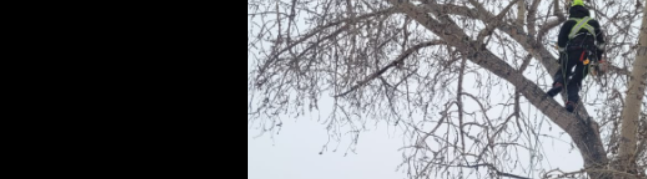 trustytree