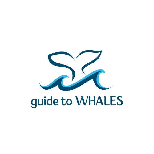 Guide To Whales Profile Picture