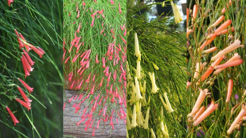 Firecracker Plant: Adding Colorful Brilliance to Your Garden
