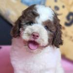Poodle Chó Profile Picture