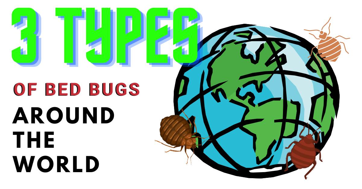 The 3 Types of Bed Bugs Found All Around the World - DE!