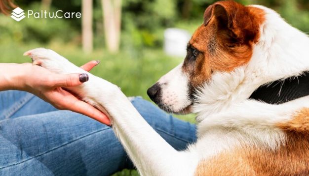 Pamper Your Pooch: The Ultimate Guide to Perfect Paw Care - Paltu.Care - Your Trusted Pet Care Solutions in the UK