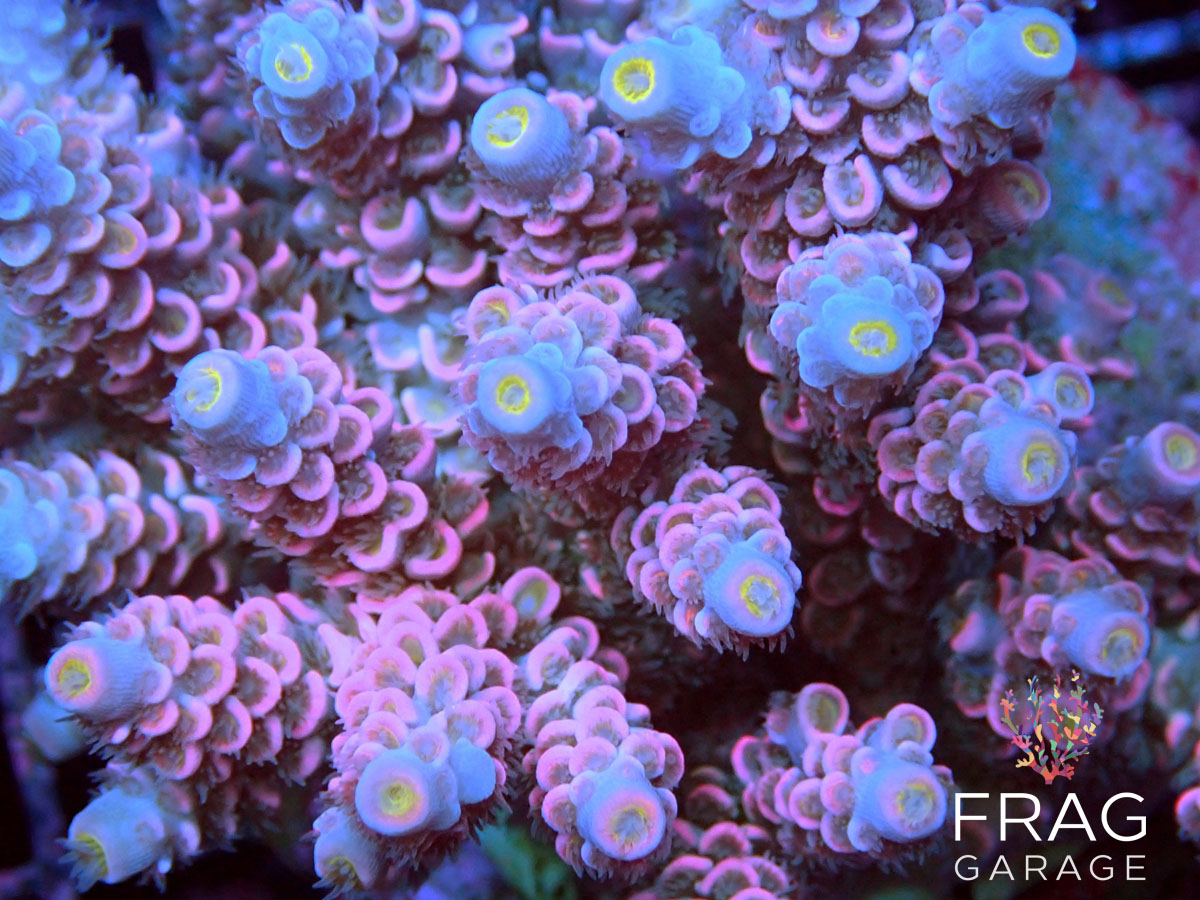Best coral frags for aquariums