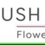 Blush Petals Profile Picture