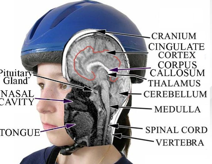 Understanding the Function and Damage of the Cingulate Cortex with CingulumNeurosciences.net