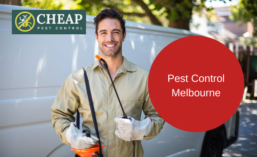 Common Pests in Melbourne and How to Combat Them
