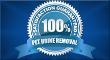 Removing Pet Urine From Carpets Ottawa - Peacock Rug Care
