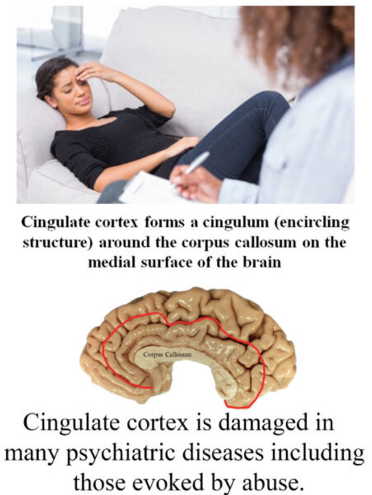 Exploring the Intriguing Functions of the Limbic System and Cingulate Gyrus