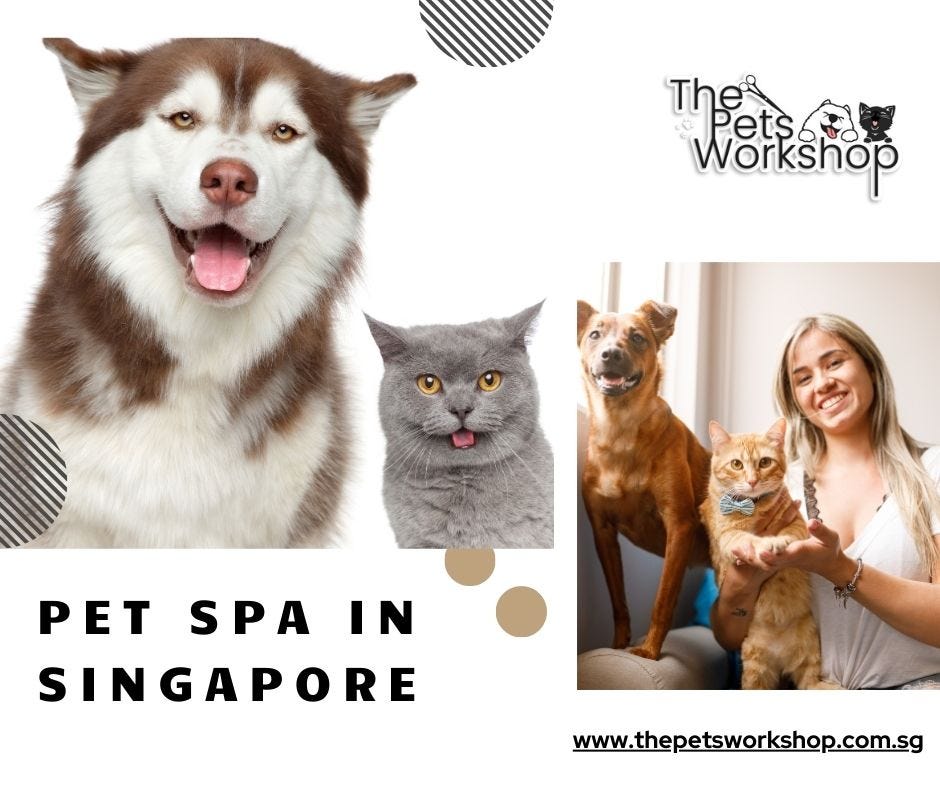 Say Goodbye to Excess Fur — The Pets Workshop | by Thepetsworkshop | May, 2024 | Medium