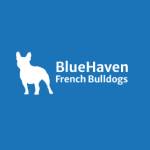 BlueHaven French Bulldogs Profile Picture